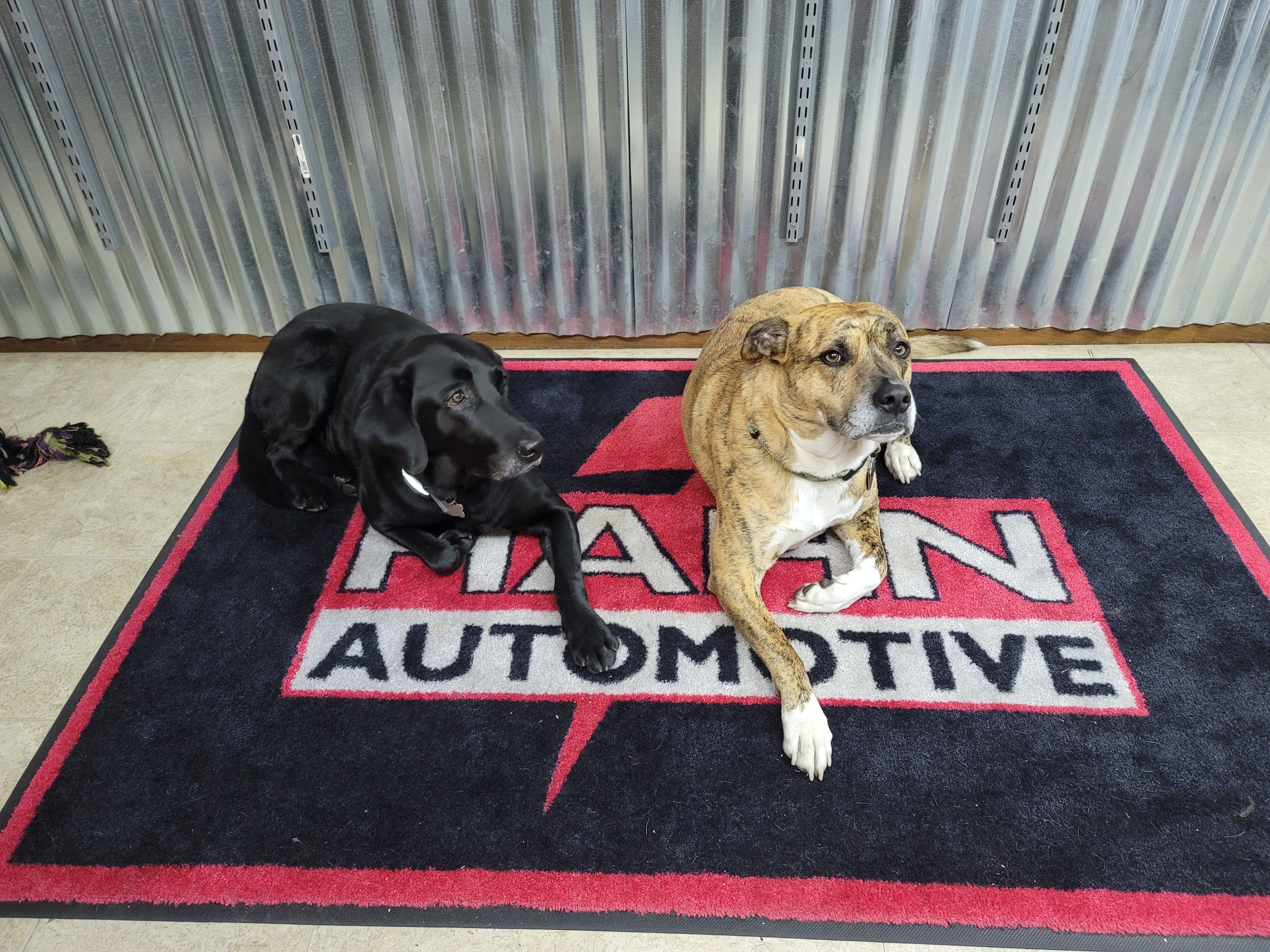 Both shop dogs resting on the Hahn Automotive branded floor mat