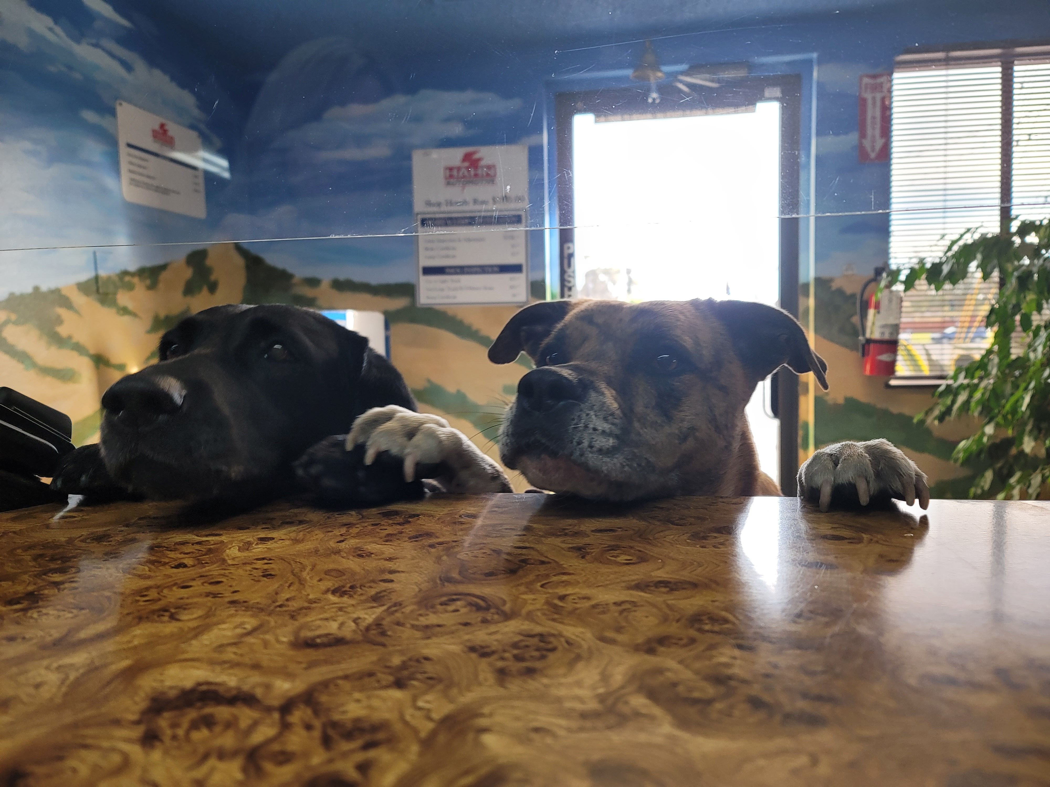 The Hahn Automotive shop dogs at reception